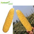 Suntoday high yiled yellow organic sweet  corn seeds price  for planting